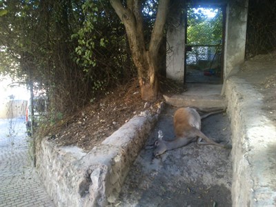 La Policía Local de Cuenca interviene para retirar el cadáver de una cierva en el barrio de San Antón