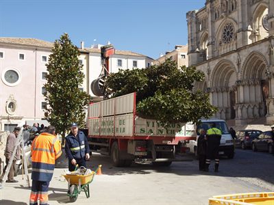 Comienza la distribución de los magnolios que adornarán la Plaza Mayor