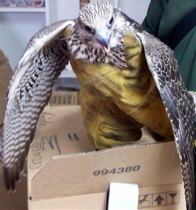 Los bomberos del Ayuntamiento de Cuenca rescatan a un halcón gerifalte 