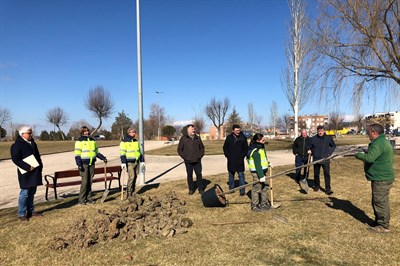 El Ayuntamiento replanta más de medio millar de árboles en viales y parques a través del Plan de Reposición de Marras