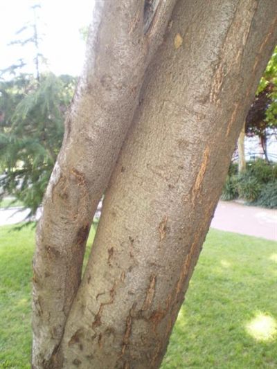 El Ayuntamiento celebra el Día del Árbol en el Vivero Participativo