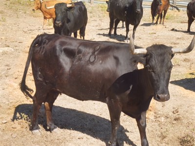 Seleccionadas las 18 vaquillas que correrán en las fiestas de San Mateo 2016