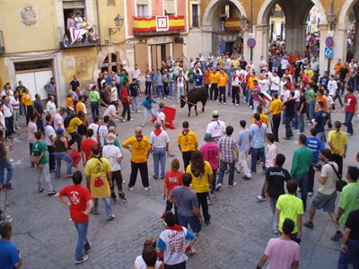 Finaliza la selección de las veinte reses que se soltarán en las Fiestas de San Mateo 2009
