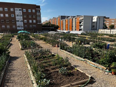 El Consistorio conquense aprueba el listado provisional de admitidos para la adjudicación de las parcelas de los Huertos Sociales