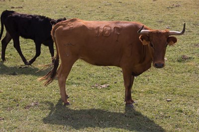 Seleccionadas las 18 vaquillas que correrán en las fiestas de San Mateo 2017