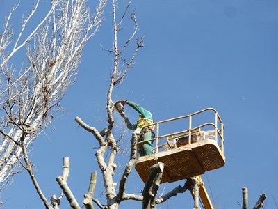 El Ayuntamiento procede a la podas de los árboles de los alrededores de El Sargal