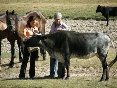 Finaliza la selección de las vaquillas para San Mateo 2010 