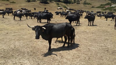 Finalizada la selección de las 18 vaquillas que correrán en San Mateo 2015