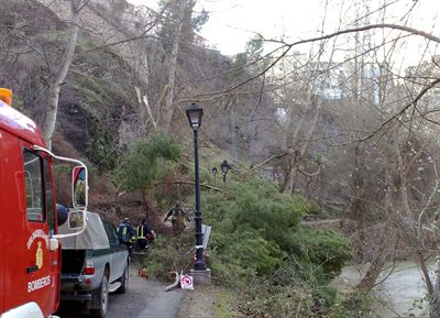 El viento derriba un pino de grandes dimensiones en la zona del Recreo Peral